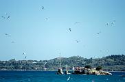 little island close to Petriti with a swarm of gulls